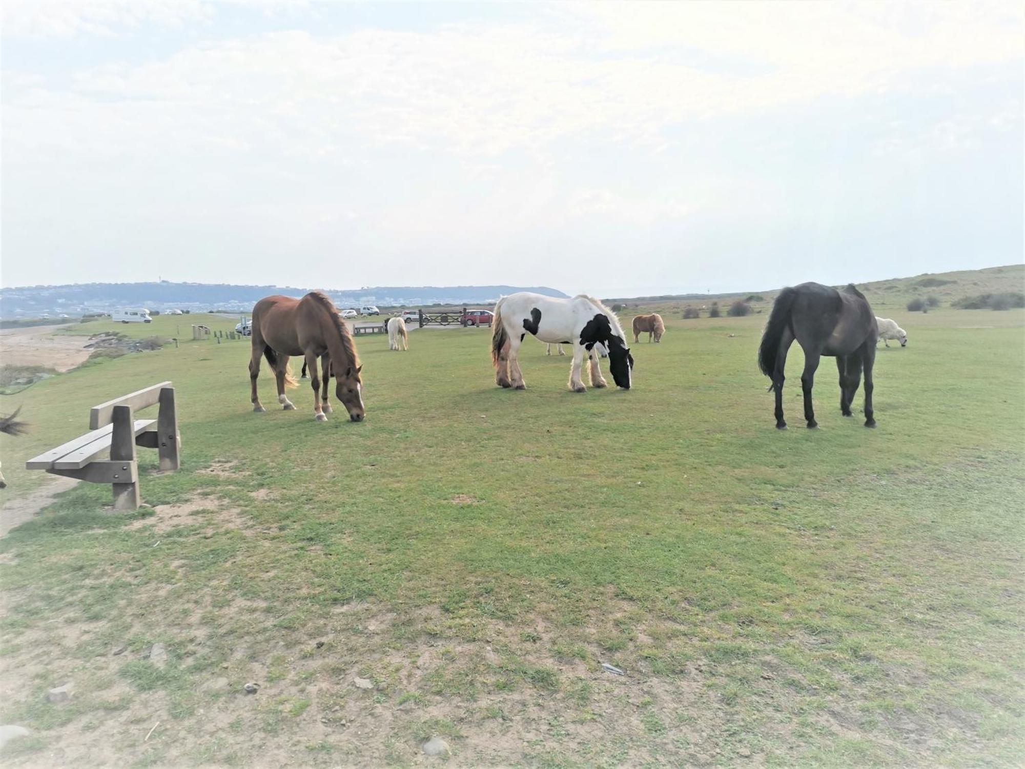Greenways Valley Holiday Park 大托灵顿 外观 照片